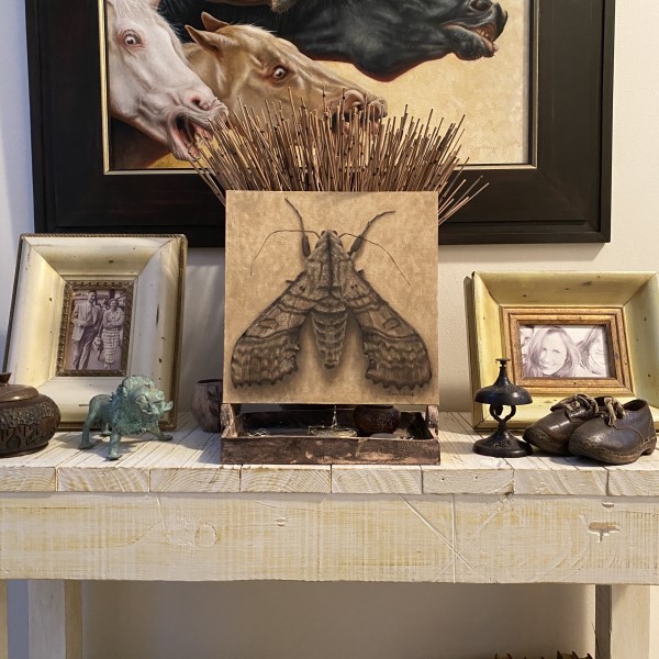 Hawk Moth In Room (600 x 600)
